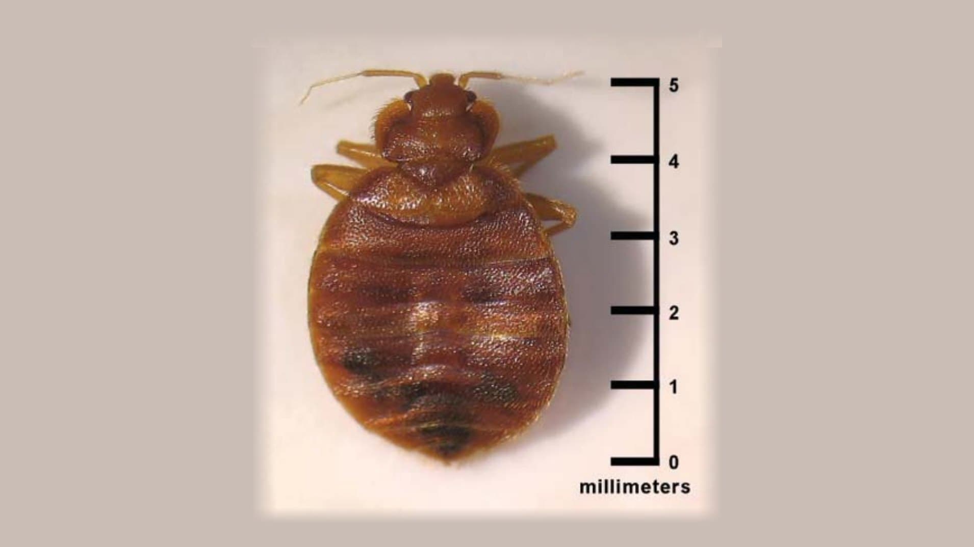 Adult bed bug next to a millimeter scale — about 5 mm long