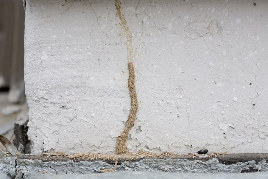 Termite mud tube found at an Arizona home near Peoria