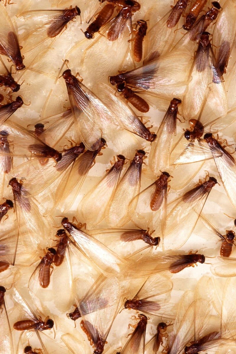 Termite swarmers (winged alates) — the telltale sign of an active colony
